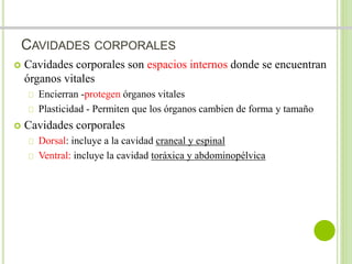 CAVIDADES CORPORALES 
 Cavidades corporales son espacios internos donde se encuentran 
órganos vitales 
Encierran -protegen órganos vitales 
Plasticidad - Permiten que los órganos cambien de forma y tamaño 
 Cavidades corporales 
Dorsal: incluye a la cavidad craneal y espinal 
Ventral: incluye la cavidad toráxica y abdominopélvica 
 