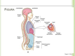 FIGURA 1.12A CAVIDADES CORPORALES 
Dr. Jose A Carde-Serrano 
Figure 1.12a, b 
 