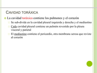 CAVIDAD TORÁXICA 
 La cavidad toráxica contiene los pulmones y el corazón 
Se sub-divide en la cavidad pleural izquierda y derecha y el mediastino 
Cada cavidad pleural contiene un pulmón revestido por la pleura 
visceral y parietal 
El mediastino contiene el pericardio, otra membrana serosa que reviste 
al corazón 
 