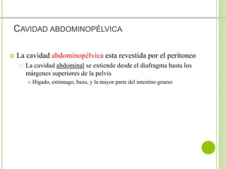 CAVIDAD ABDOMINOPÉLVICA 
 La cavidad abdominopélvica esta revestida por el peritoneo 
La cavidad abdominal se extiende desde el diafragma hasta los 
márgenes superiores de la pelvis 
 Hígado, estómago, bazo, y la mayor parte del intestino grueso 
 
