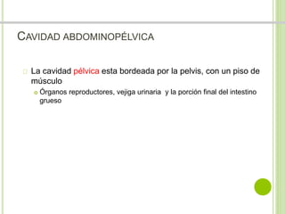 CAVIDAD ABDOMINOPÉLVICA 
La cavidad pélvica esta bordeada por la pelvis, con un piso de 
músculo 
 Órganos reproductores, vejiga urinaria y la porción final del intestino 
grueso 
 