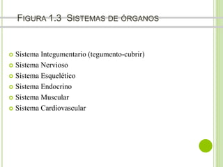 FIGURA 1.3 SISTEMAS DE ÓRGANOS 
 Sistema Integumentario (tegumento-cubrir) 
 Sistema Nervioso 
 Sistema Esquelético 
 Sistema Endocrino 
 Sistema Muscular 
 Sistema Cardiovascular 
 