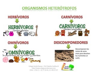 Colegio Senda Nueva – Prof. Natalia Cubillos B. 
http://www.colegiosendanueva.com 
Chile – ( 56-2 ) – 22 77 24 81 / 8- 493 97 47 
Descomponen los 
restos de seres 
vivos para devolver 
los nutrientes al 
suelo. 
 