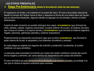 LAS ETAPAS PRENATALES.
 Etapa Pre-Embrionaria (desde la fecundación hasta las dos semanas):
El organismo se divide y se implanta en la pared del útero. El huevo fecundado desciende
desde la trompa de Falopio hacia el útero y adquiere la forma de una esfera llena de líquido
que se denomina blastocito, algunas células se agrupan en sus bordes y forman el disco
embrionario.
A partir de este momento es posible distinguir dos capas: el ectodermo (que formará las
uñas, dientes, cabello, órganos sensoriales, la parte exterior de la piel y el sistema nervioso,
que incluye el cerebro y la espina dorsal) y el endodermo (que formará el sistema digestivo,
hígado, páncreas, glándulas salivales y sistema respiratorio)
Posteriormente se desarrolla una tercera capa que se llama mesodermo, que formará la
parte interna de la piel, el esqueleto y los sistemas circulatorio y excretor.
En esta etapa se originan los órganos de nutrición y protección: la placenta, el cordón
umbilical y el saco amniótico.
La placenta está conectada al embrión por medio del cordón umbilical a través del cual le
envía oxígeno y alimento, así como elimina los desperdicios del cuerpo del embrión.
El saco amniótico es una membrana llena de líquido que encierra al bebé y lo protege a la
vez que le ofrece el espacio suficiente para moverse.
 