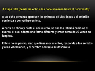 Etapa fetal (desde las ocho a las doce semanas hasta el nacimiento):
A las ocho semanas aparecen las primeras células óseas y el embrión
comienza a convertirse en feto.
A partir de ahora y hasta el nacimiento, se dan los últimos cambios al
cuerpo, el cual adopta una forma diferente y crece cerca de 20 veces en
longitud.
El feto no es pasivo, sino que tiene movimientos, responde a los sonidos
y a las vibraciones, y el cerebro continúa su desarrollo.
 