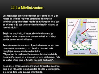  La Mielinizacion.
Los resultados del estudio revelan que "entre los 18 y 24
meses de vida las regiones cerebrales del lenguaje
terminan una primera fase rápida de maduración en la que
se alcanza el 50 por ciento de la mielinización máxima de
la edad adulta“.
Según ha precisado, al nacer, el cerebro humano ya
contiene todas las neuronas que necesitará en la etapa
adulta, unos cien mil millones.
Pero aún no están maduras. A partir de entonces se crean
conexiones neuronales, con circuitos cada vez más
complejos, que se recubren de mielina.
"El proceso de mielinización aumenta la velocidad de la
transmisión neural en la zona del cerebro mielinizada. Ésta
se vuelve eficaz para la función que está destinada".
Después, el proceso de mielinización del cerebro continúa,
pero a un ritmo más lento hasta los 25 años y se mantiene,
a lo largo de la vida, aunque enlentecido.
 