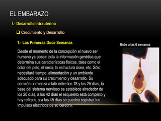 EL EMBARAZO
I.- Desarrollo Intrauterino
 Crecimiento y Desarrollo
Desde el momento de la concepción el nuevo ser
humano ya posee toda la información genética que
determina sus características físicas, tales como el
color del pelo, el sexo, la estructura ósea, etc. Sólo
necesitará tiempo, alimentación y un ambiente
adecuado para su crecimiento y desarrollo. Su
corazón comienza a latir entre los 18 y los 25 días, la
base del sistema nervioso se establece alrededor de
los 20 días, a los 42 días el esqueleto está completo y
hay reflejos, y a los 45 días se pueden registrar los
impulsos eléctricos de su cerebro.
1.- Las Primeras Doce Semanas Bebe a las 6 semanas
 