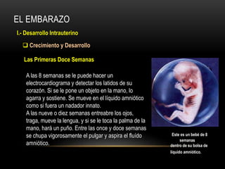EL EMBARAZO
I.- Desarrollo Intrauterino
 Crecimiento y Desarrollo
A las 8 semanas se le puede hacer un
electrocardiograma y detectar los latidos de su
corazón. Si se le pone un objeto en la mano, lo
agarra y sostiene. Se mueve en el líquido amniótico
como si fuera un nadador innato.
A las nueve o diez semanas entreabre los ojos,
traga, mueve la lengua, y si se le toca la palma de la
mano, hará un puño. Entre las once y doce semanas
se chupa vigorosamente el pulgar y aspira el fluído
amniótico.
Las Primeras Doce Semanas
Este es un bebé de 8
semanas
dentro de su bolsa de
líquido amniótico.
 