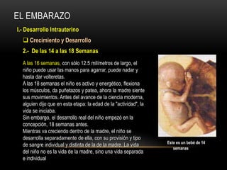 EL EMBARAZO
I.- Desarrollo Intrauterino
 Crecimiento y Desarrollo
A las 16 semanas, con sólo 12.5 milímetros de largo, el
niño puede usar las manos para agarrar, puede nadar y
hasta dar volteretas.
A las 18 semanas el niño es activo y energético, flexiona
los músculos, da puñetazos y patea, ahora la madre siente
sus movimientos. Antes del avance de la ciencia moderna,
alguien dijo que en esta etapa: la edad de la "actividad", la
vida se iniciaba.
Sin embargo, el desarrollo real del niño empezó en la
concepción, 18 semanas antes.
Mientras va creciendo dentro de la madre, el niño se
desarrolla separadamente de ella, con su provisión y tipo
de sangre individual y distinta de la de la madre. La vida
del niño no es la vida de la madre, sino una vida separada
e individual
2.- De las 14 a las 18 Semanas
Este es un bebé de 14
semanas
 