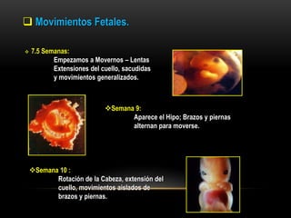  Movimientos Fetales.
 7.5 Semanas:
Empezamos a Movernos – Lentas
Extensiones del cuello, sacudidas
y movimientos generalizados.
Semana 9:
Aparece el Hipo; Brazos y piernas
alternan para moverse.
Semana 10 :
Rotación de la Cabeza, extensión del
cuello, movimientos aislados de
brazos y piernas.
 