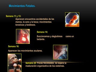 Semana 11 y 13:
Aparecen encuentros accidentales de las
manos, la cara y la boca; movimientos
toraxicos y bostesos.
Movimientos Fetales.
Semana 14:
Succionamos y deglutimos como un
lactante.
Semana 16:
Aparecen los movimientos oculares.
Semana 20: Pocas Novedades, se espera la
maduración organizativa de los sistemas.
 