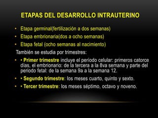 ETAPAS DEL DESARROLLO INTRAUTERINO
• Etapa germinal(fertilización a dos semanas)
• Etapa embrionaria(dos a ocho semanas)
• Etapa fetal (ocho semanas al nacimiento)
También se estudia por trimestres:
• • Primer trimestre incluye el período celular: primeros catorce
días, el embrionario: de la tercera a la 8va semana y parte del
periodo fetal: de la semana 9a a la semana 12.
• • Segundo trimestre: los meses cuarto, quinto y sexto.
• • Tercer trimestre: los meses séptimo, octavo y noveno.
 