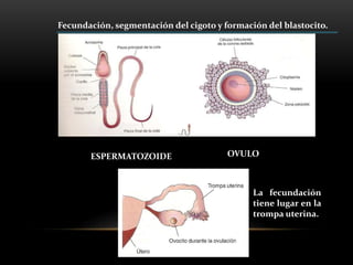 Fecundación, segmentación del cigoto y formación del blastocito.
ESPERMATOZOIDE OVULO
La fecundación
tiene lugar en la
trompa uterina.
 