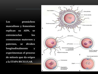 Los pronúcleos
masculinos y femeninos
replican su ADN, se
entremezclan los
cromosomas maternos y
paternos, se dividen
longitudinalmente y
experimentan el proceso
de mitosis que da origen
a la ETAPA BICELULAR.
 