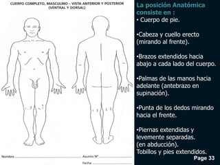 Page 33
La posición Anatómica
consiste en :
• Cuerpo de pie.
•Cabeza y cuello erecto
(mirando al frente).
•Brazos extendidos hacia
abajo a cada lado del cuerpo.
•Palmas de las manos hacia
adelante (antebrazo en
supinación).
•Punta de los dedos mirando
hacia el frente.
•Piernas extendidas y
levemente separadas.
(en abducción).
Tobillos y pies extendidos.
 