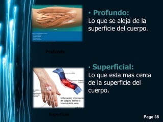 Page 38
Profundo
Superficial
• Profundo:
Lo que se aleja de la
superficie del cuerpo.
• Superficial:
Lo que esta mas cerca
de la superficie del
cuerpo.
 
