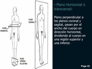 Page 42
• Plano Horizontal o
transversal:
Plano perpendicular a
los planos coronal y
sagital, pasan por el
ancho del cuerpo en
dirección horizontal,
dividiendo al cuerpo en
una región superior y
una inferior.
 