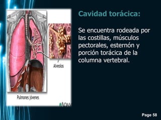 Page 58
Cavidad torácica:
Se encuentra rodeada por
las costillas, músculos
pectorales, esternón y
porción torácica de la
columna vertebral.
 