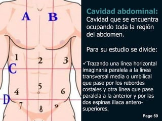 Page 59
Cavidad abdominal:
Cavidad que se encuentra
ocupando toda la región
del abdomen.
Para su estudio se divide:
Trazando una línea horizontal
imaginaria paralela a la línea
transversal media o umbilical
que pase por los rebordes
costales y otra línea que pase
paralela a la anterior y por las
dos espinas iliaca antero-
superiores.
 