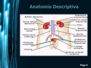 Page 6
Anatomía Descriptiva
 