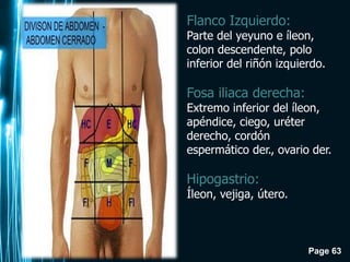 Page 63
Flanco Izquierdo:
Parte del yeyuno e íleon,
colon descendente, polo
inferior del riñón izquierdo.
Fosa iliaca derecha:
Extremo inferior del íleon,
apéndice, ciego, uréter
derecho, cordón
espermático der., ovario der.
Hipogastrio:
Íleon, vejiga, útero.
 