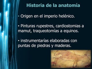 Page 9
Historia de la anatomía
• Origen en el imperio helénico.
• Pinturas rupestres, cardiostomias a
mamut, traqueotomías a equinos.
• instrumentarías elaboradas con
puntas de piedras y maderas.
 