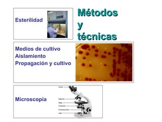 MétodosMétodos
yy
técnicastécnicas
Esterilidad
Medios de cultivo
Aislamiento
Propagación y cultivo
Microscopía
 