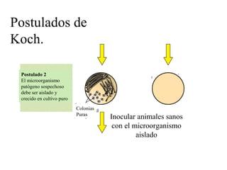 Postulados de
Koch.
Postulado 2
El microorganismo
patógeno sospechoso
debe ser aislado y
crecido en cultivo puro
Colonias
Puras
Inocular animales sanos
con el microorganismo
aislado
 