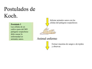Postulado 3
Las células de un
cultivo puro del MO
patógeno sospechoso
debe causar la
enfermedad en
animales sanos.
Infestar animales sanos con las
células del patógeno sospechosos
Extraer muestras de sangre o de tejidos
y observar.
Animal enfermo
Postulados de
Koch.
 