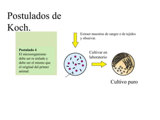 Postulado 4
El microorganismo
debe ser re aislado y
debe ser el mismo que
el original del primer
animal.
Postulados de
Koch. Extraer muestras de sangre o de tejidos
y observar.
Cultivar en
laboratorio
Cultivo puro
 