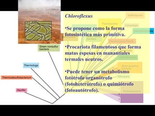 Chloroflexus
•Se propone como la forma
fotosintética más primitiva.
•Procariota filamentoso que forma
matas espesas en manantiales
termales neutros.
•Puede tener un metabolismo
fotótrofo organótrofo
(fotoheterótrofo) o quimiótrofo
(fotoautótrofo).
 