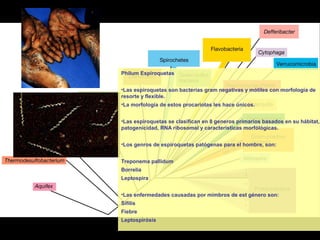 Philum Espiroquetas
•Las espiroquetas son bacterias gram negativas y mótiles con morfología de
resorte y flexible.
•La morfología de estos procariotas les hace únicos.
•Las espiroquetas se clasifican en 8 generos primarios basados en su hábitat,
patogenicidad, RNA ribosomal y características morfólógicas.
•Los genros de espiroquetas patógenas para el hombre, son:
Treponema pallidum
Borrelia
Leptospira
•Las enfermedades causadas por mimbros de est género son:
Sífilis
Fiebre
Leptospirósis
 
