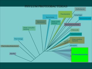 Proteobacterias
PHYLUM PROTEOBACTERIAS
 