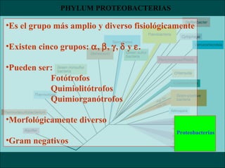 PHYLUM PROTEOBACTERIAS
•Es el grupo más amplio y diverso fisiológicamente
•Existen cinco grupos: α, β, γ, δ y ε.
•Pueden ser:
Fotótrofos
Quimiolitótrofos
Quimiorganótrofos
•Morfológicamente diverso
•Gram negativos
Proteobacterias
 