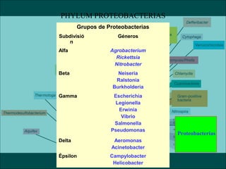 Proteobacterias
PHYLUM PROTEOBACTERIAS
Grupos de Proteobacterias
Subdivisió
n
Géneros
Alfa Agrobacterium
Rickettsia
Nitrobacter
Beta Neiseria
Ralstonia
Burkholderia
Gamma Escherichia
Legionella
Erwinia
Vibrio
Salmonella
Pseudomonas
Delta Aeromonas
Acinetobacter
Épsilon Campylobacter
Helicobacter
 