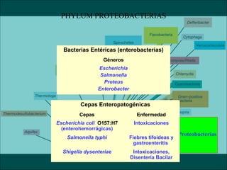 Proteobacterias
PHYLUM PROTEOBACTERIAS
Bacterias Entéricas (enterobacterias)
Géneros
Escherichia
Salmonella
Proteus
Enterobacter
Cepas Enteropatogénicas
Cepas Enfermedad
Escherichia coli O157:H7
(enterohemorrágicas)
Intoxicaciones
Salmonella typhi Fiebres tifoideas y
gastroenteritis
Shigella dysenteriae Intoxicaciones,
Disentería Bacilar
 