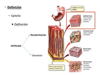 —  Deﬁnición	
  
—  Epitelio	
  
— Deﬁnición	
  
EPITELIOS	
  
Recubrimiento	
  
Glandular	
  
 