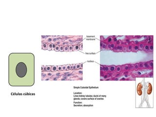 Células	
  cúbicas	
  
 