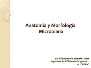 Anatomía y Morfología
     Microbiana




             Lo infinitamente pequeño tiene
          importancia infinitamente grande…
                                  L. Pasteur
 