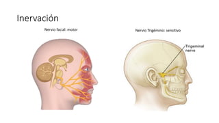 Inervación
Nervio facial: motor Nervio Trigémino: sensitivo
 