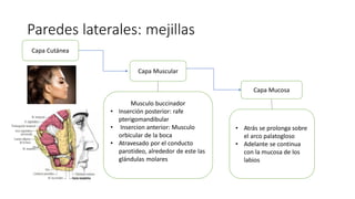 Paredes laterales: mejillas
Capa Muscular
Capa Mucosa
Capa Cutánea
Musculo buccinador
• Inserción posterior: rafe
pterigomandibular
• Insercion anterior: Musculo
orbicular de la boca
• Atravesado por el conducto
parotideo, alrededor de este las
glándulas molares
• Atrás se prolonga sobre
el arco palatogloso
• Adelante se continua
con la mucosa de los
labios
 