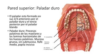Pared superior: Paladar duro
• El paladar esta formado en
sus 2/3 anteriores por el
paladar duro y el tercio
posterior por el paladar
blando
• Paladar duro: Procesos
palatinos de los maxilares y
las laminas horizontales de
los huesos palatinos. Mucosa
gruesa, sin submucosa. Rafe
medio, papila incisiva
N. nasopalatino
Glándulas
palatinas
Art. Palatina
N. Palatina mayor
 