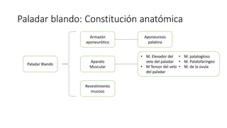 Paladar blando: Constitución anatómica
Paladar Blando
Armazón
aponeurótico
Aparato
Muscular
Revestimiento
mucoso
Aponeurosis
palatina
• M. Elevador del
velo del paladar
• M Tensor del velo
del paladar
• M. palatogloso
• M. Palatofaringeo
• M. de la úvula
 