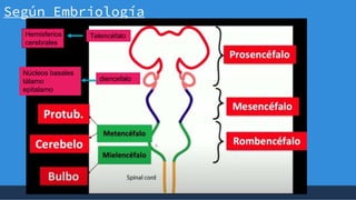 +
Según Embriología
Hemisferios
cerebrales
Telencéfalo
diencefalo
Núcleos basales
tálamo
epitalamo
 