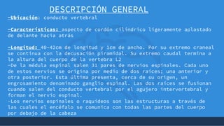 + DESCRIPCIÓN GENERAL
-Ubicación: conducto vertebral
-Características: aspecto de cordón cilíndrico ligeramente aplastado
de delante hacia atrás
-Longitud: 40-42cm de longitud y 1cm de ancho. Por su extremo craneal
se continua con la decusación piramidal. Su extremo caudal termina a
la altura del cuerpo de la vertebra L2
-De la médula espinal salen 31 pares de nervios espinales. Cada uno
de estos nervios se origina por medio de dos raíces; una anterior y
otra posterior. Esta última presenta, cerca de su origen, un
engrosamiento denominado ganglio espinal. Las dos raíces se fusionan
cuando salen del conducto vertebral por el agujero intervertebral y
forman el nervio espinal.
-Los nervios espinales o raquídeos son las estructuras a través de
las cuales el encéfalo se comunica con todas las partes del cuerpo
por debajo de la cabeza
 