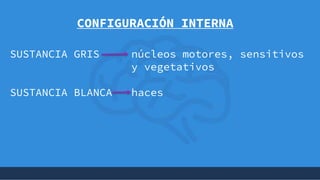 +
CONFIGURACIÓN INTERNA
SUSTANCIA GRIS núcleos motores, sensitivos
y vegetativos
SUSTANCIA BLANCA haces
 