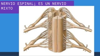 +
NERVIO ESPINAL; ES UN NERVIO
MIXTO
 