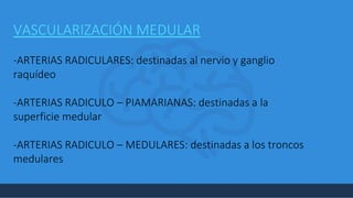 +
VASCULARIZACIÓN MEDULAR
-ARTERIAS RADICULARES: destinadas al nervio y ganglio
raquídeo
-ARTERIAS RADICULO – PIAMARIANAS: destinadas a la
superficie medular
-ARTERIAS RADICULO – MEDULARES: destinadas a los troncos
medulares
 