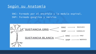 +
Según su Anatomía
SNC: Formado por el encéfalo y la medula espinal.
SNP: Formado ganglios y nervios
 