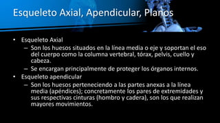 Esqueleto Axial, Apendicular, Planos
• Esqueleto Axial
– Son los huesos situados en la línea media o eje y soportan el eso...